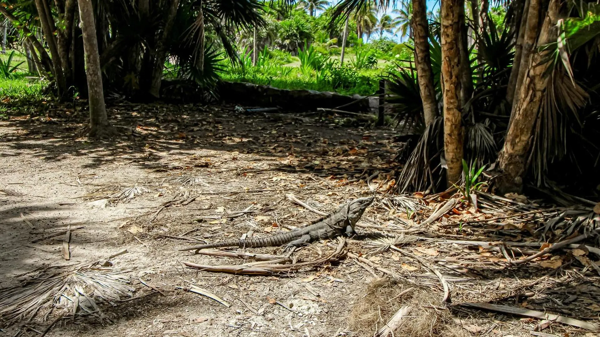 Hotell La Selva 303 Sirenis Studio Akumal Mexiko